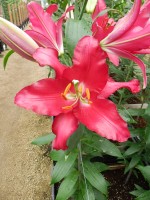 [5380 Ripasso VZ No02.JPG]